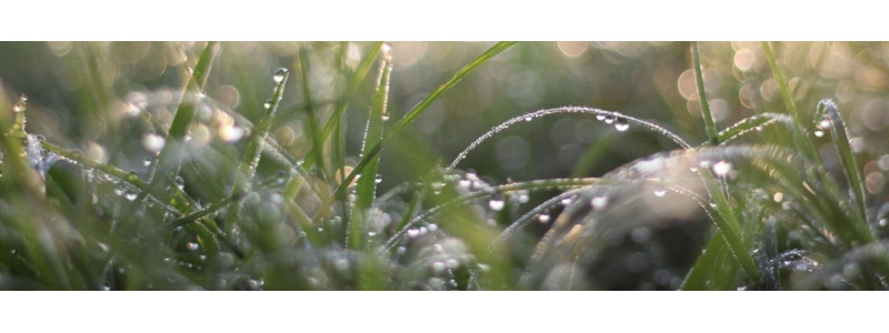 Excès d’eau hivernal : comment sécuriser vos céréales et vos prairies au printemps ?